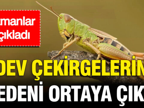 Istanbuldaki dev cekirgelerin nedeni ortaya cikti insanlara zarar veriyor mu L59zURjh.jpg