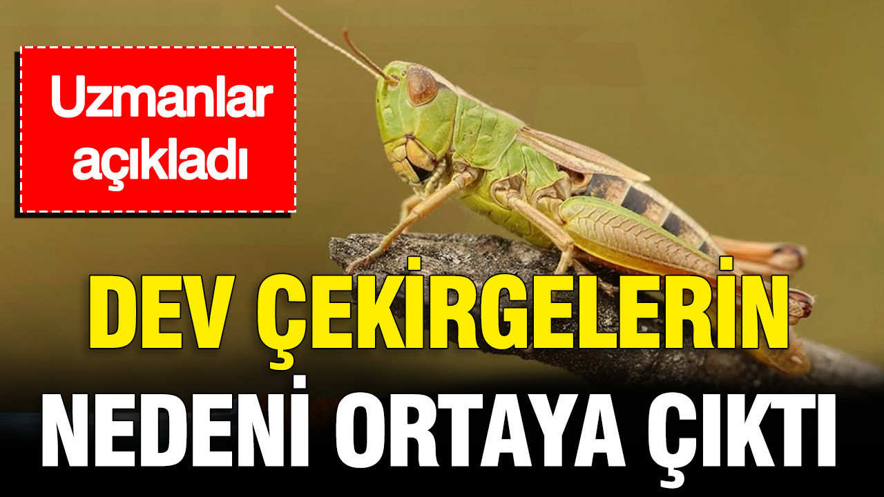 Istanbuldaki dev cekirgelerin nedeni ortaya cikti insanlara zarar veriyor mu L59zURjh.jpg