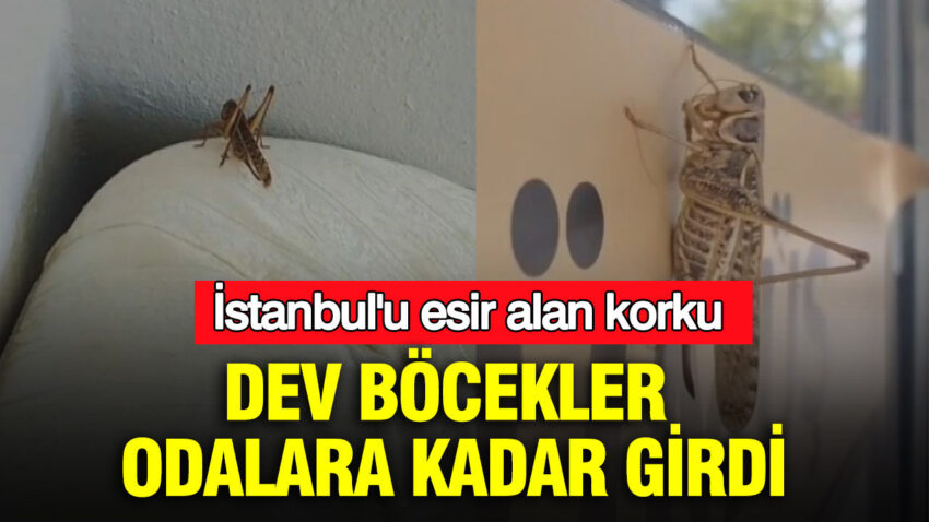 Istanbulu esir alan korku dev bocekler odalara kadar girdi 8L2xslOu.jpg