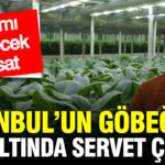 Istanbulun gobeginde yer altindan servet cikiyor tarimi bitirecek hasat MQlgrJL2.jpg