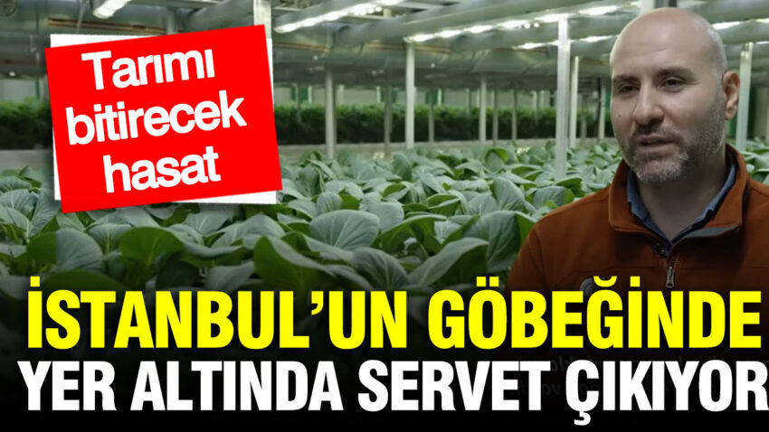 Istanbulun gobeginde yer altindan servet cikiyor tarimi bitirecek hasat MQlgrJL2.jpg