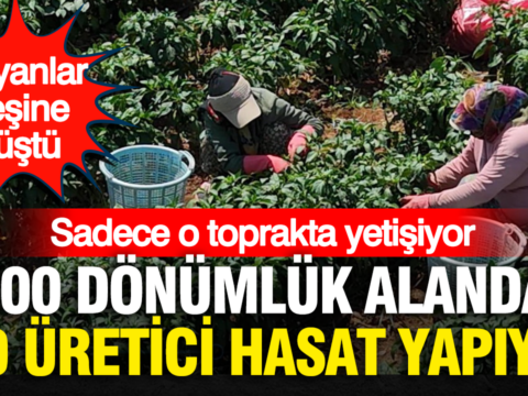 Italyanlar pesine dustu sadece o toprakta yetisiyor 500 donumluk alanda 200 uretici hasat yapiyor jWVjecp6.png