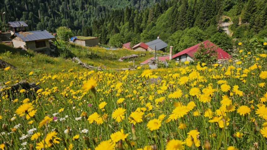 Kackar daglari milli parki ve ayder yaylasi ziyaretci akinina ugruyor S9cA4ZS8.jpg