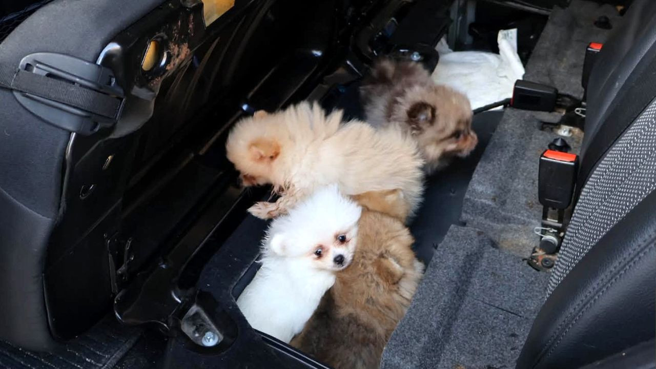 Kapıkule’de kaçak köpek operasyonu: Koltuk altında 5 yavru bulundu