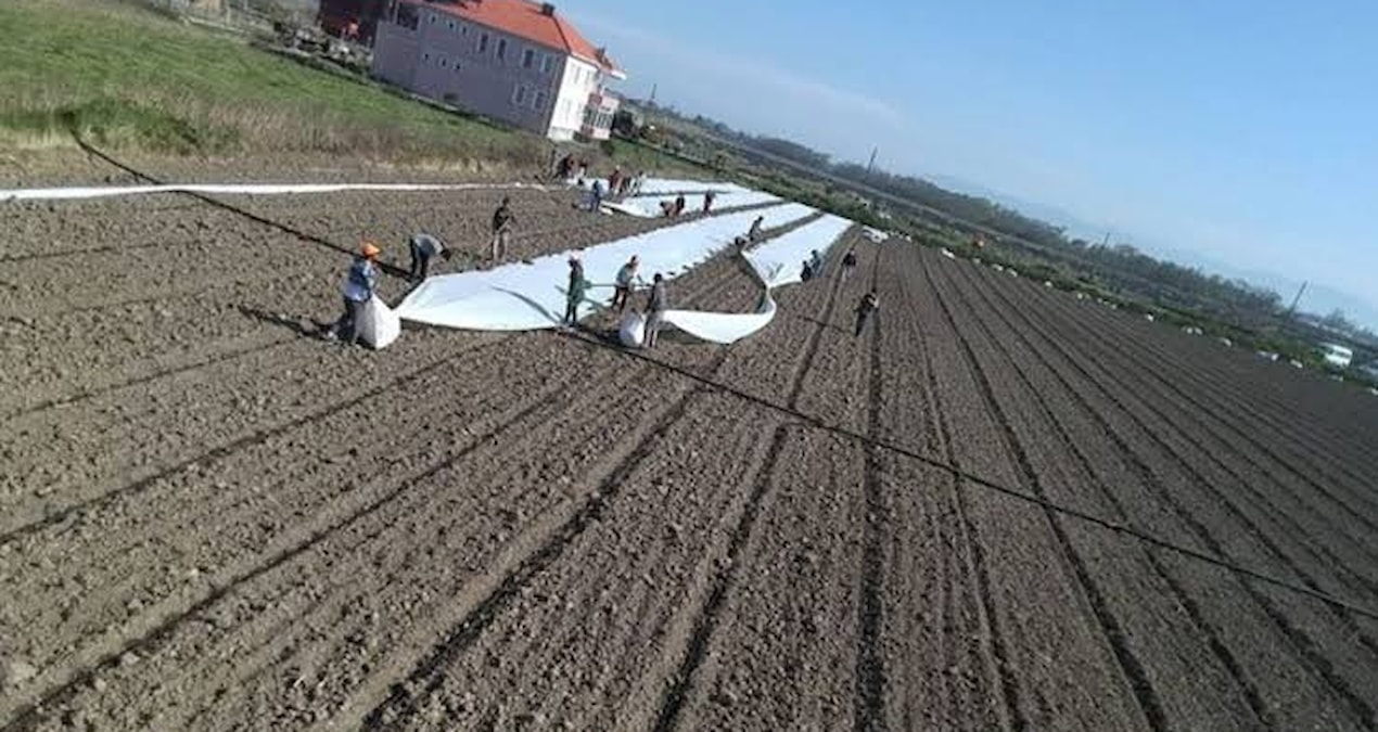 Kara toprakta hasat ediliyor: Tanesi 5 liradan Ankara ve İstanbul’a gönderiliyor