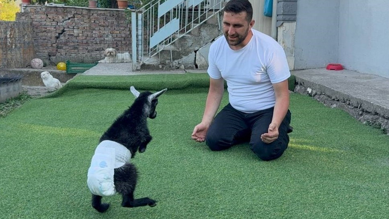 Karabukte yurume engelli keciyi sahiplenen cift yavruya evlerinde bakiyor pWt3sBue.jpg