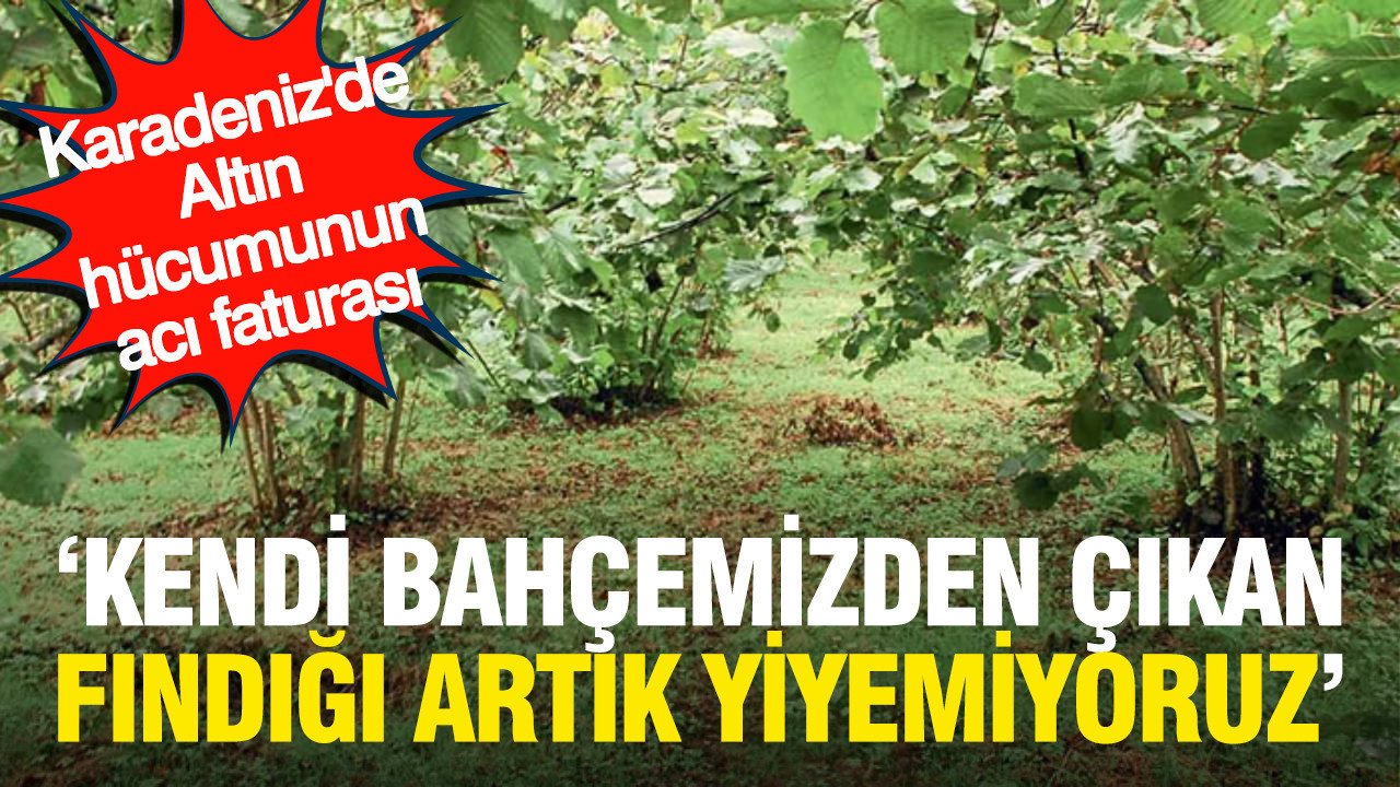 Karadeniz’de altın hücumunun acı faturası: “Kendi bahçemizden çıkan fındığı artık yemiyoruz”