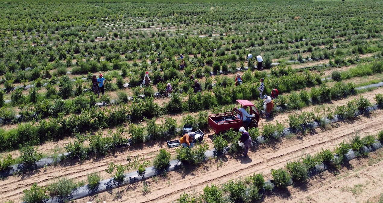 Karadeniz’de fındık bahçelerini söktüren meyve: Dönüm başına 10 kat kazandırıyor