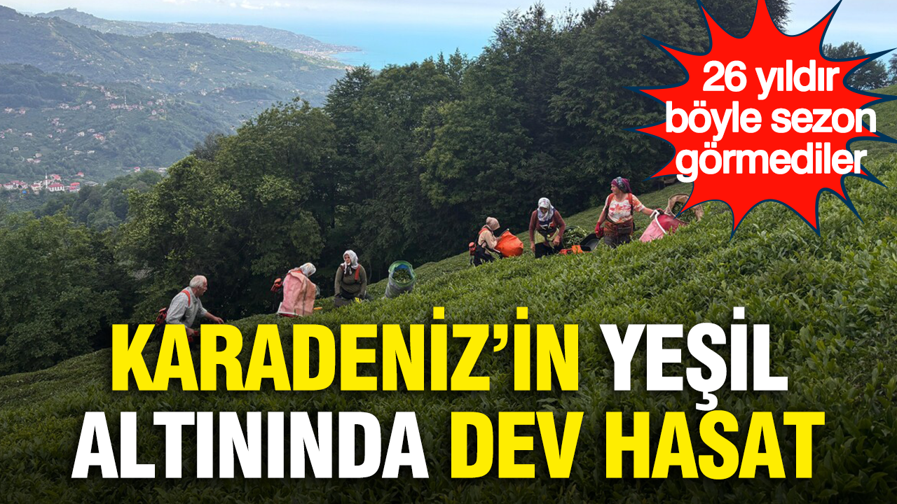 Karadeniz’in yeşil altınında dev hasat: 26 yıldır böyle sezon görmediler