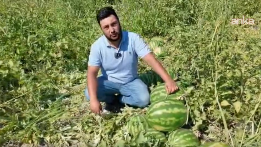 Karpuz ureticisinin isyani maliyet artiyor urunun fiyati yerinde sayiyor 2iODJh8r.png