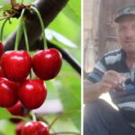 Kastamonuda kiraz yiyen cift hayatini kaybetti tarim ilaci suphesi gIOBNGG3.jpg