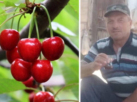 Kastamonuda kiraz yiyen cift hayatini kaybetti tarim ilaci suphesi gIOBNGG3.jpg
