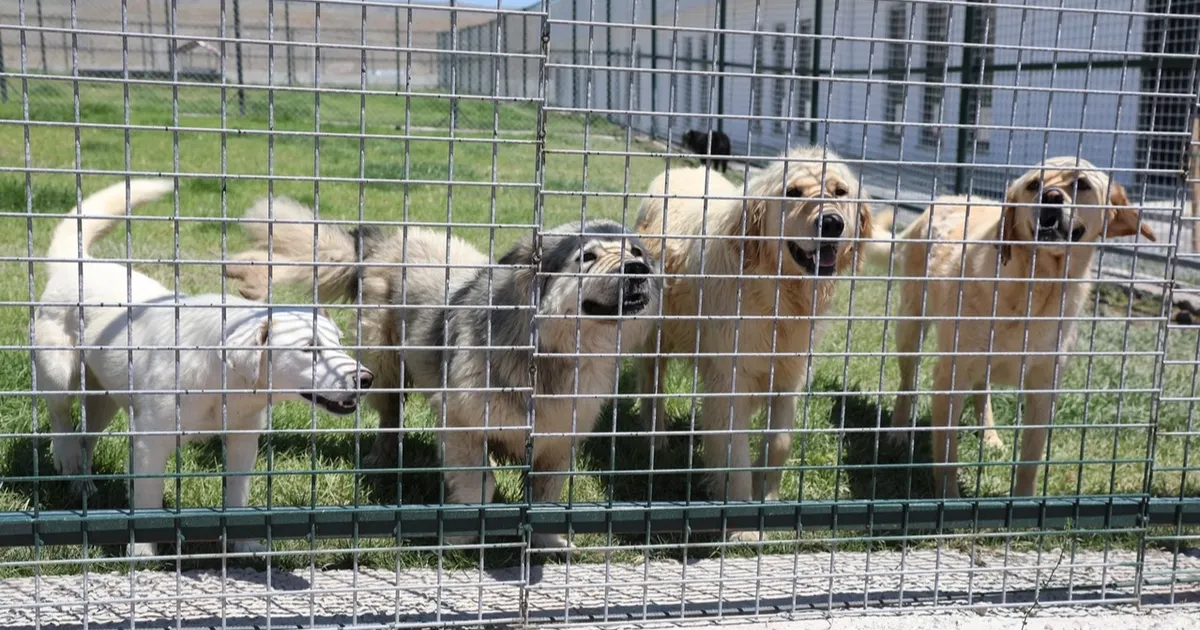 Kayseri Kocasinan’da can dostlara tam donanımlı yaşam merkezi