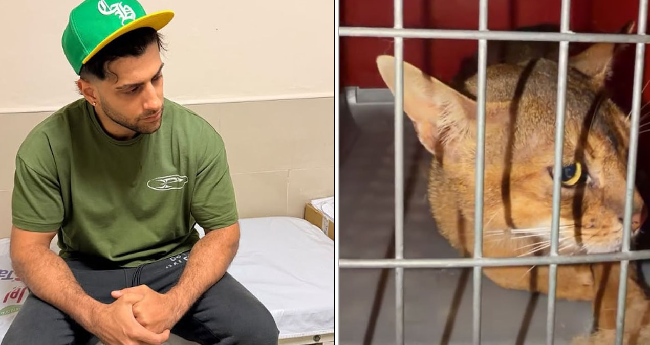 Kedi sevmek isterken hastanelik oldu: Reynmen yaşadığı talihsiz olayı anlattı