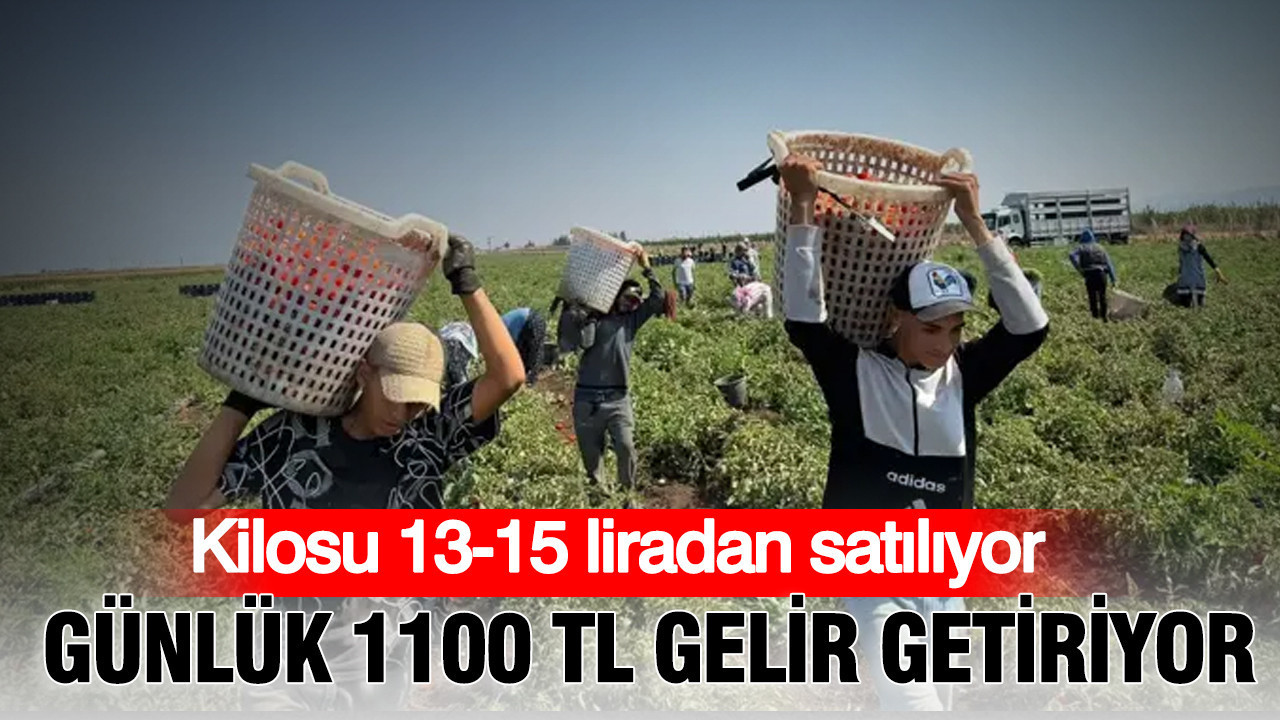 Kilosu 13-15 TL’den satılıyor: Günlük 1100 lira gelir getiriyor… Domates hasadı başladı