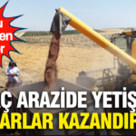 Kirac arazide yetisiyor milyarlar kazandiriyor kilosu 45 tlden gidiyor L6I5lygs.png