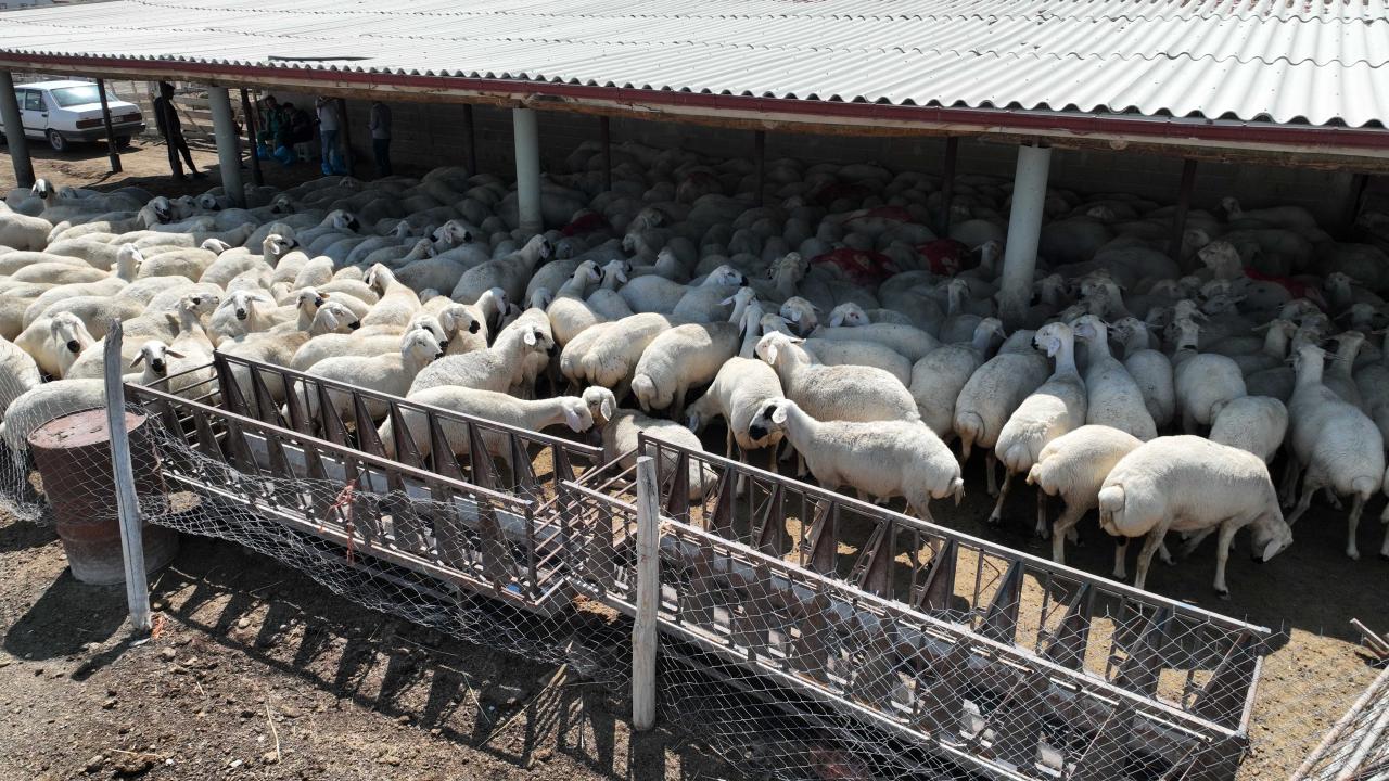 Konya Büyükşehir’in hayvan yetiştiriciliği eğitimleri üreticiye güç katıyor
