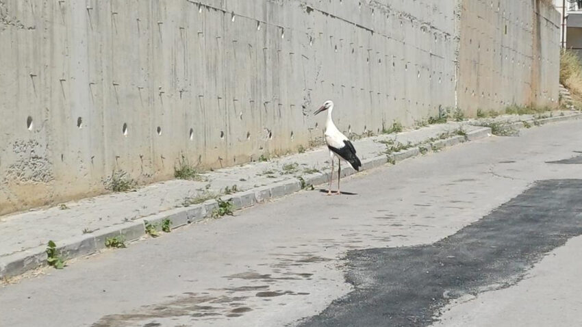 Konyada yarali leylek icin seferberlik cami kubbesindeki yuvasindan kurtarildi 2M81mI3Q.jpg