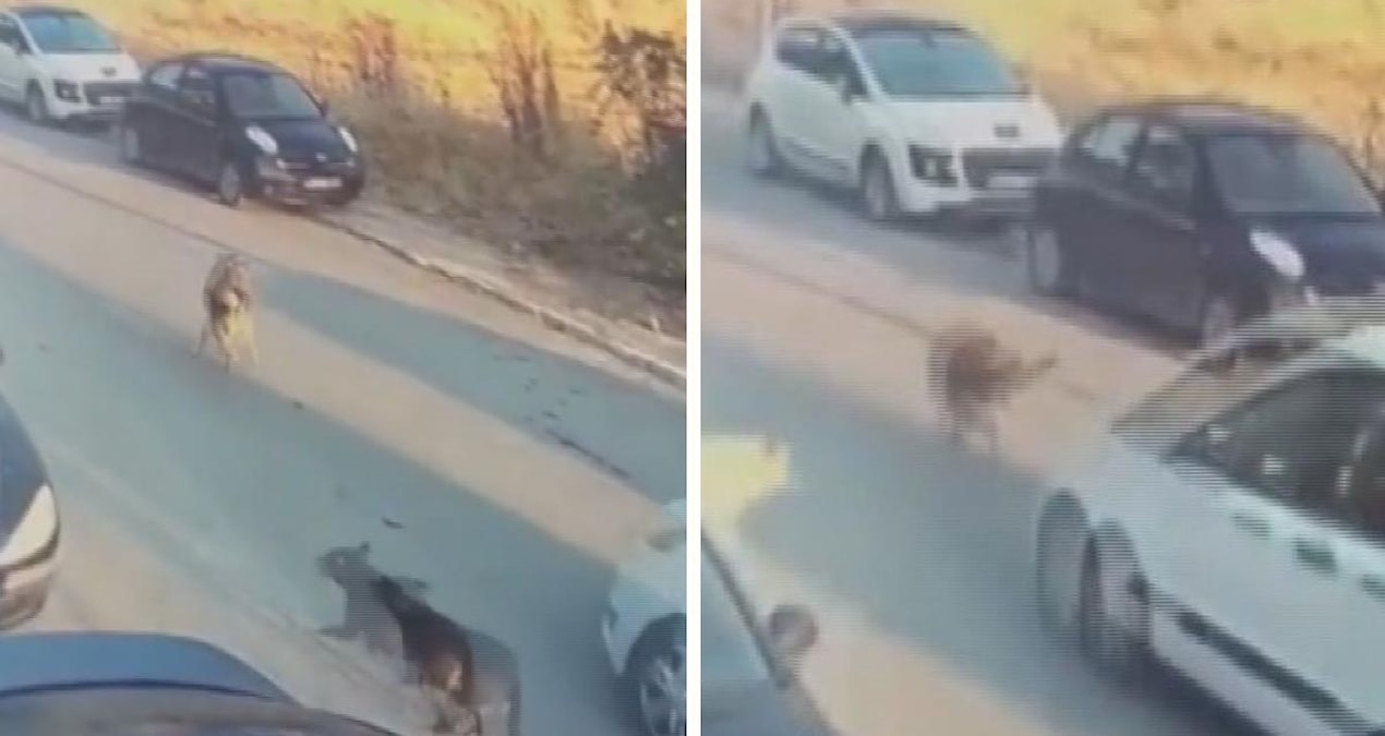 Köpeği kasten ezip öldüren sürücü tutuklandı