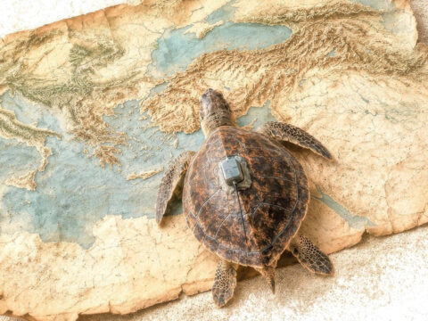 Kuresel isinma caretta carettalarin goc rotasini 25 yil erkene cekti hycSPUsR.jpg