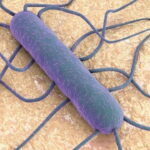 Listeria bakterisi nedir listeria bakterisi nasil bulasir hangi gidalarda olur 6LfgHDbJ.jpg