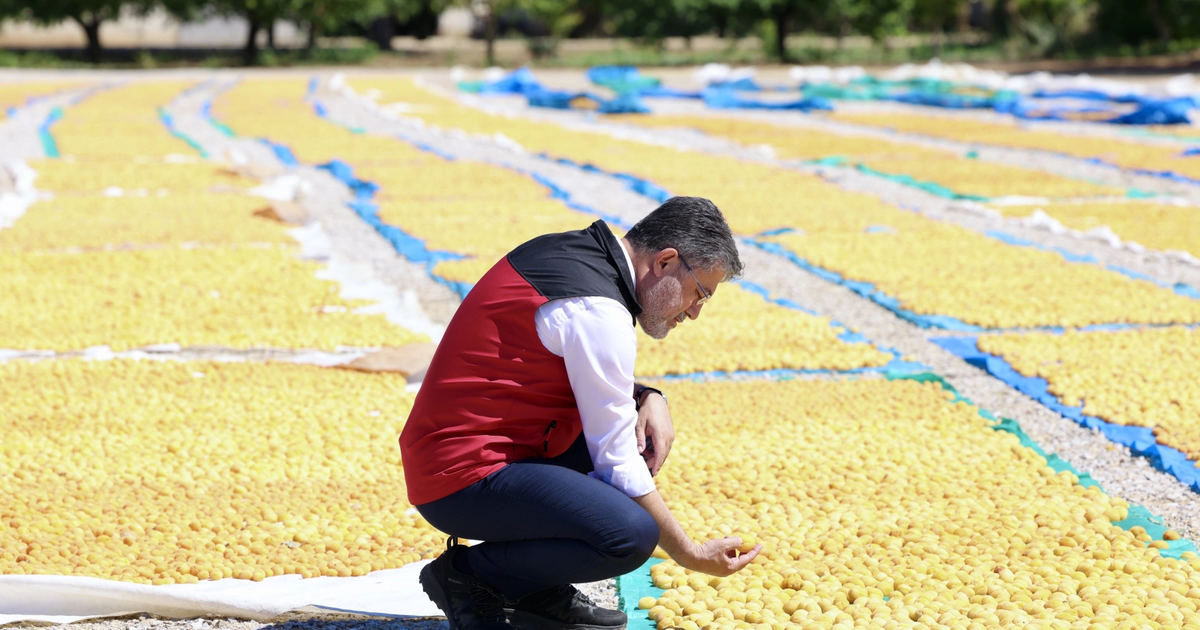 Malatya kayısısında bereket