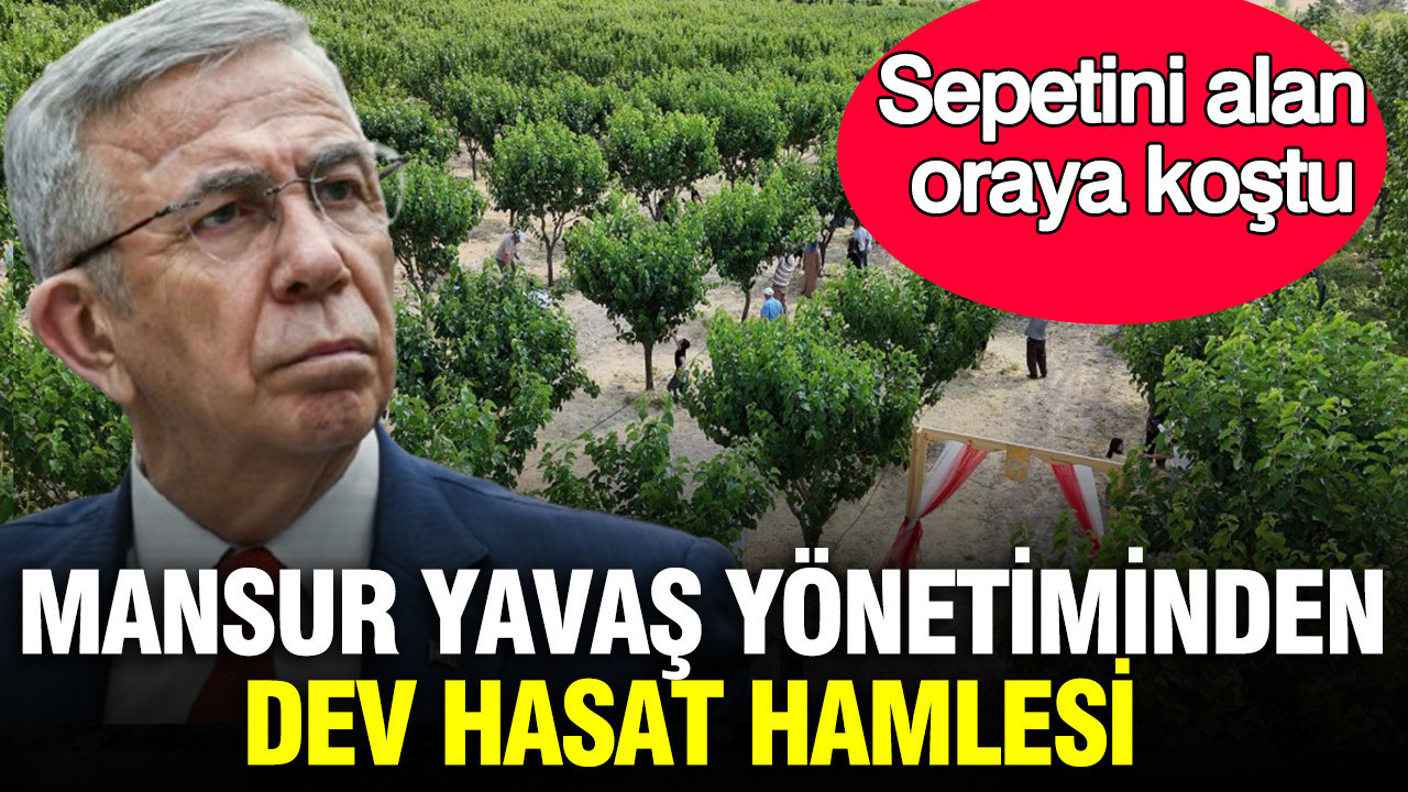 Mansur Yavaş yönetiminden dev hasat hamlesi: Sepetini alan oraya koştu