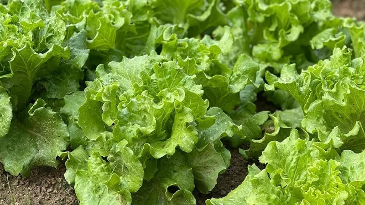 Marul bolluğu fiyatları düşürdü