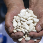 Mersin buyuksehirden leklek fasulyesine destek NZb1vKGH.webp