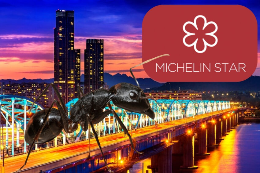 Michelin yildizli restoranin sefi tatlida karinca kullandigi iddiasiyla hapis istemiyle yargilaniyor 1ZcIzcGp.jpg