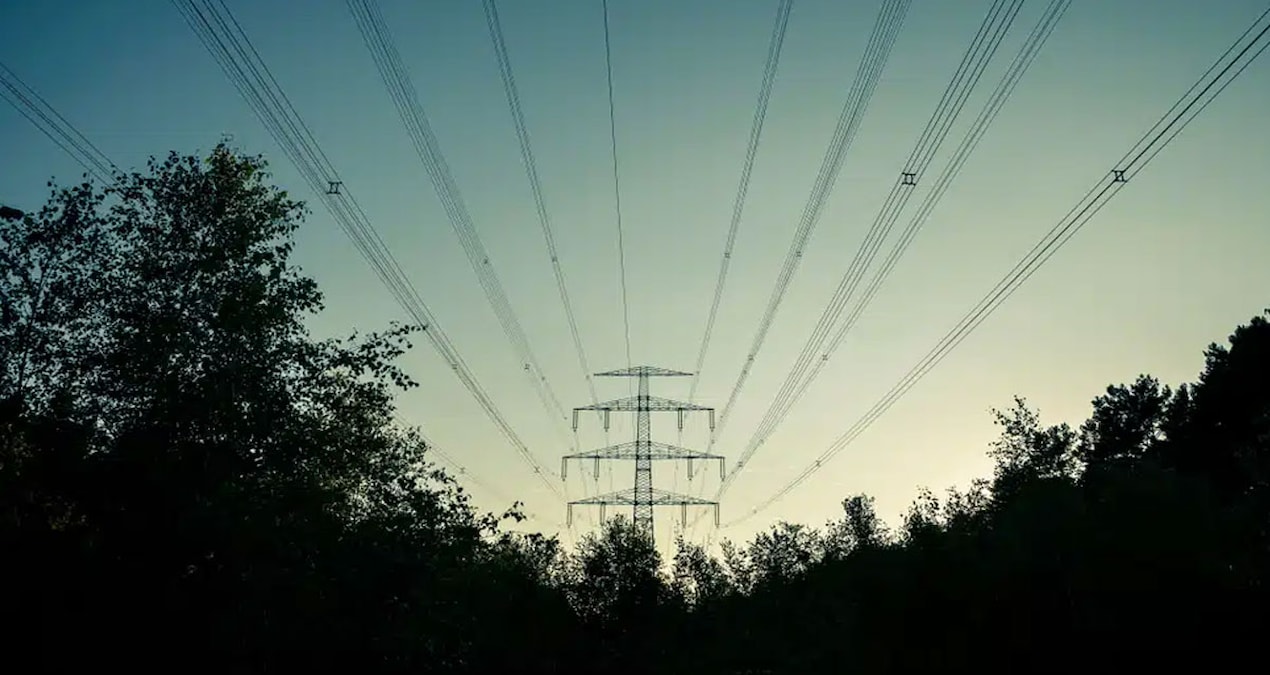 Milyonlarca kişiyi elektriksiz bırakan felaketin suçlusu bir ağaç çıktı