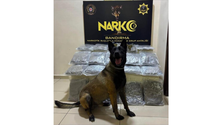 Narkotik kopegi dark buldu gubre torbalarinin altindan 11 kilo skunk cikti MuTPMJJV.jpg