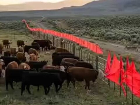 Ne tel orgu ne silah citlerin etrafindaki kirmizi bayraklarin sirri ortaya cikti TNczR7E7.jpg