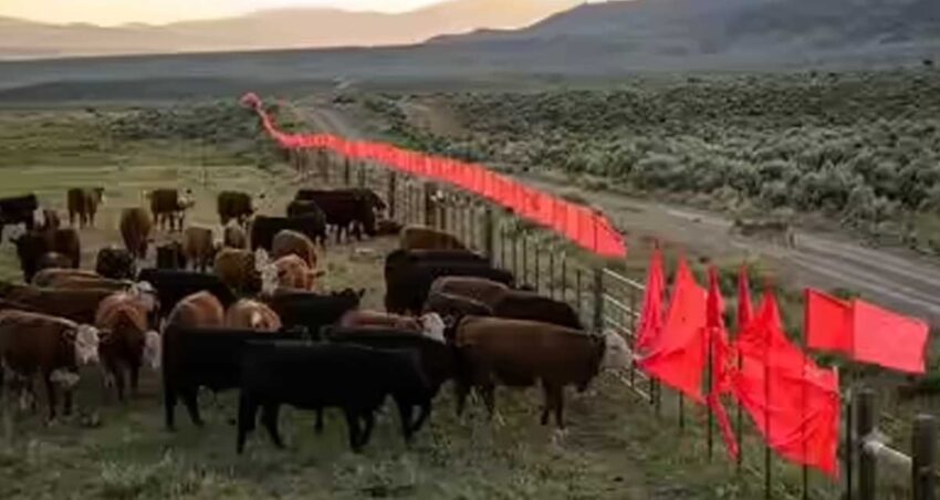 Ne tel orgu ne silah citlerin etrafindaki kirmizi bayraklarin sirri ortaya cikti TNczR7E7.jpg
