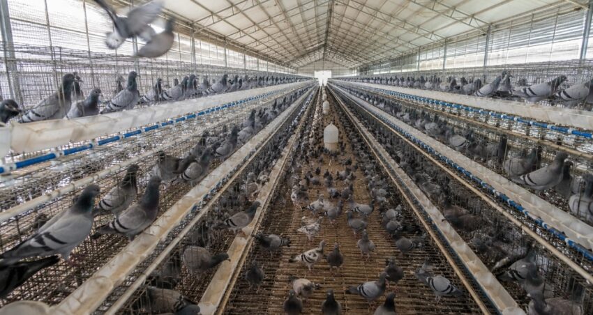 O ulkede guvercin eti talebi patladi yilda 600 milyon guvercin tuketiliyor KlXplxWa.jpg