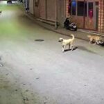 Orduda kucuk cocuk sokak kopeklerinin saldirisina ugradi ZBxqkIRu.jpg