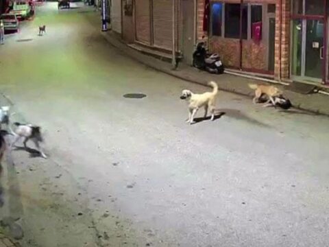 Orduda kucuk cocuk sokak kopeklerinin saldirisina ugradi ZBxqkIRu.jpg