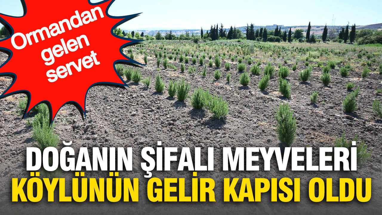 Ormandan gelen servet: Doğanın şifalı meyveleri köylünün gelir kapısı oldu