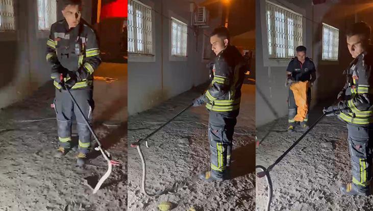 Osmaniyede zehirli engerek panigi eve girmeye calisan yilan son anda yakalandi auAAU4f2.jpg