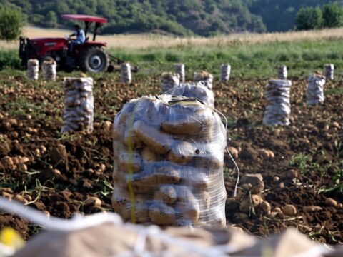 Patates tarlada degerlendi kilogram fiyati firladi zN5Ga3Yp.jpg