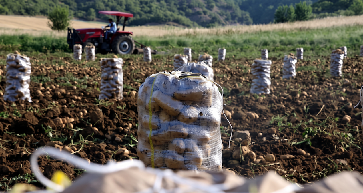 Patates tarlada degerlendi kilogram fiyati firladi zN5Ga3Yp.jpg