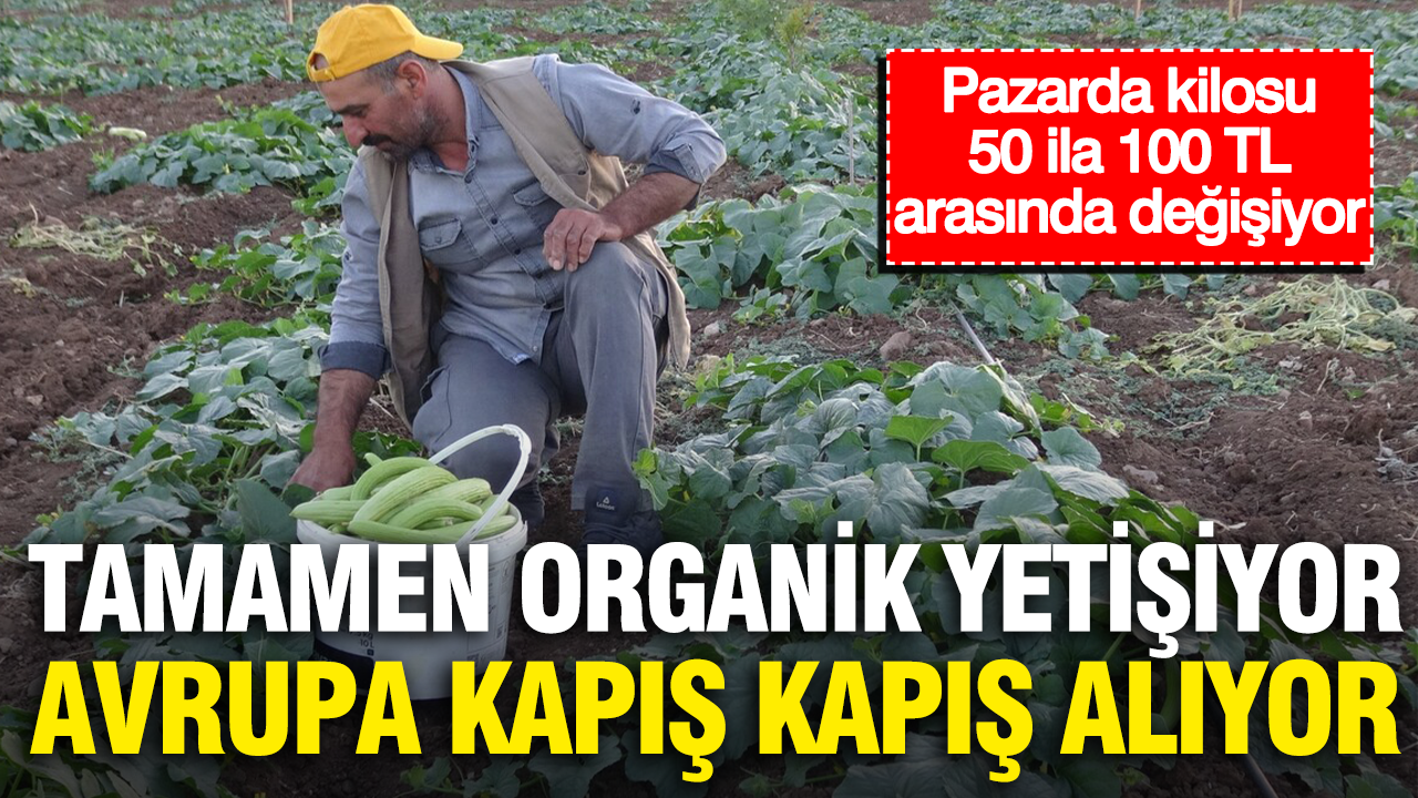 Pazarda kilosu 50 ila 100 TL arasında değişiyor… Tamamen organik yetişiyor, Avrupa kapış kapış alıyor