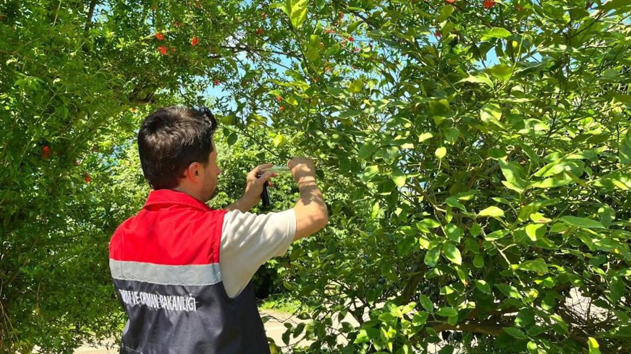 Rize’de kahverengi kokarca ile mücadele için samuray arısı salındı