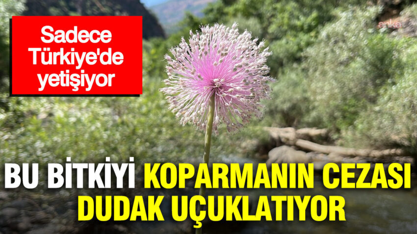 Sadece turkiyede yetisiyor bu bitkiyi koparmanin cezasi dudak ucuklatti rPZZLFLL.jpg