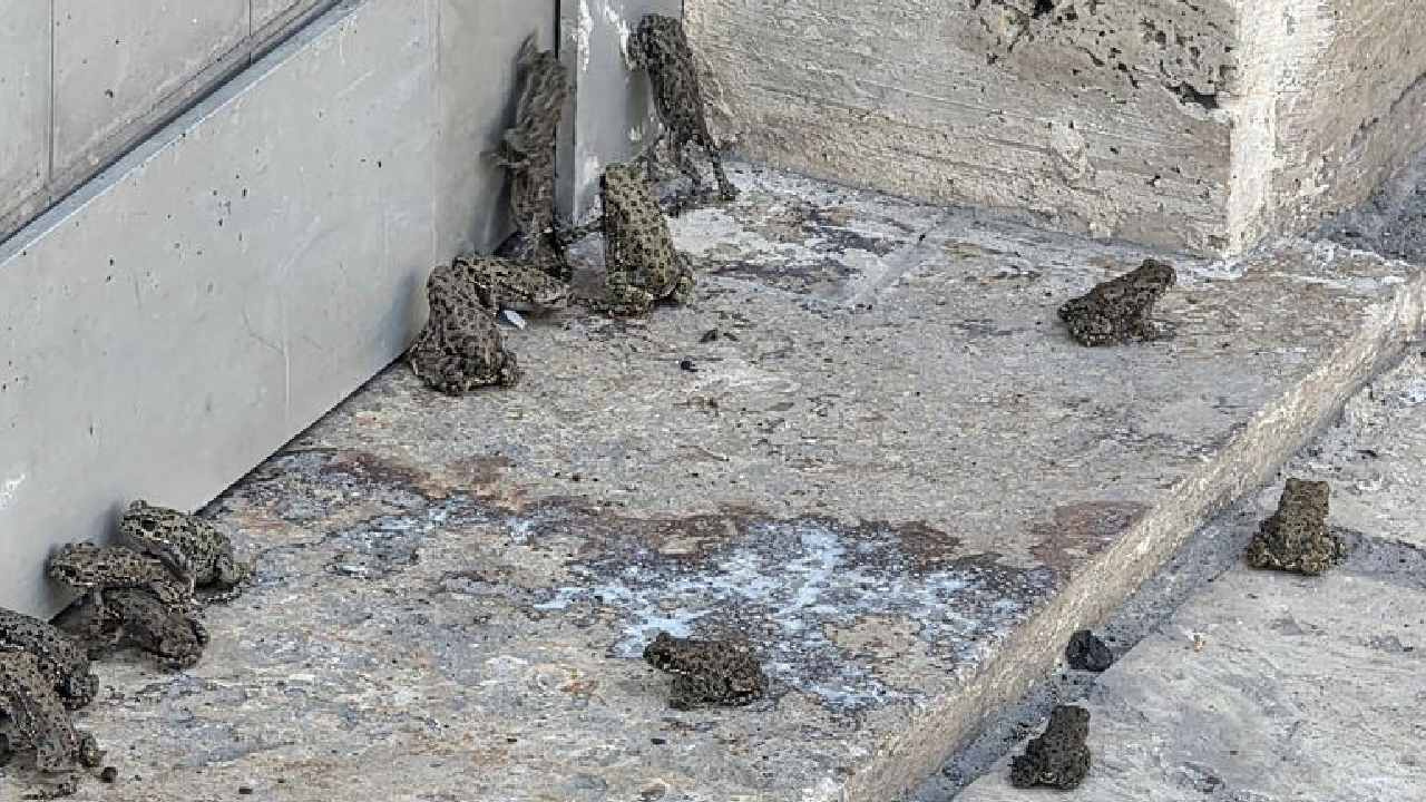 Sağanak sonrası ilçeyi kurbağalar istila etti: Hayatımda ilk defa böyle bir şey görüyorum