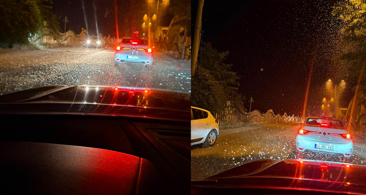 Sakarya’da milyonlarca kelebeğin ölüm dansı