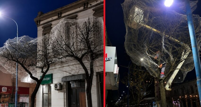 Sehir merkezindeki agaclari tek tek aglarla kapladilar z57gMItl.jpg
