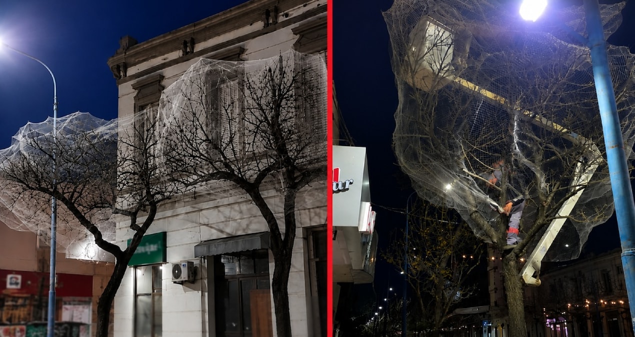 Şehir merkezindeki ağaçları tek tek ağlarla kapladılar