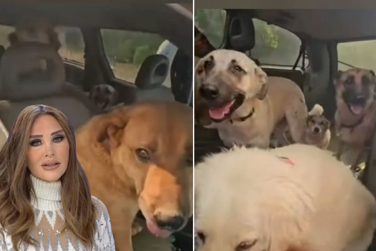 Seren Serengil, Fethiye’de alevlerin tehdit ettiği evde mahsur kalan köpekleri kurtardı