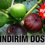 Sindirim dostu yaz aylarinin incisi incir meyvesinin mucizevi faydalari WrD2jNtK.jpg